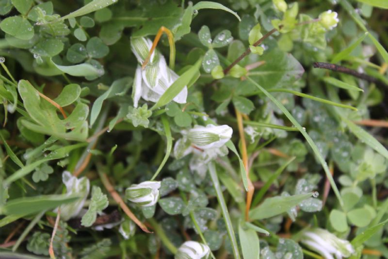 Sardegna (Berchidda OT) - Ornithogalum corsicum