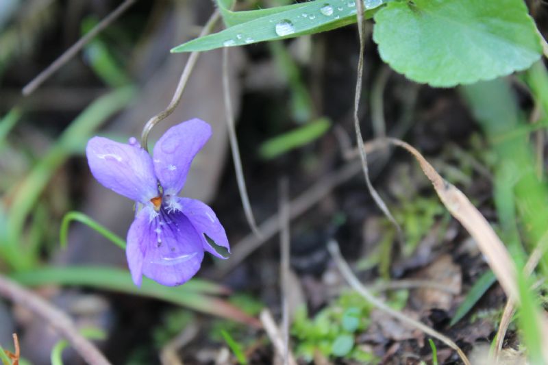 Viole di Sardegna