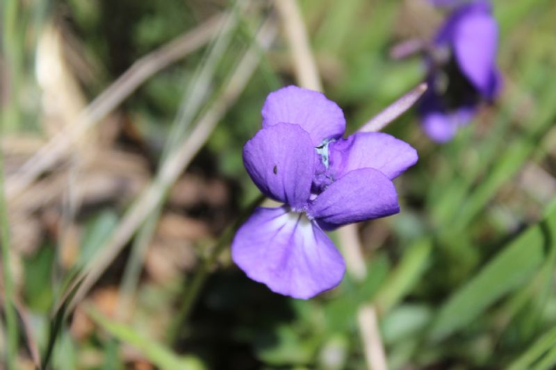 Viole di Sardegna