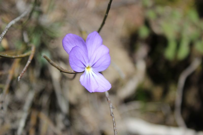 Viole di Sardegna