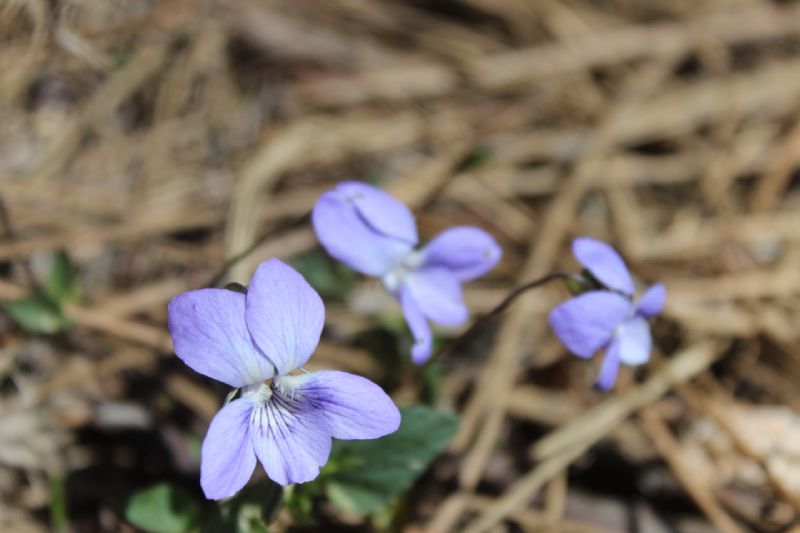 Viole di Sardegna