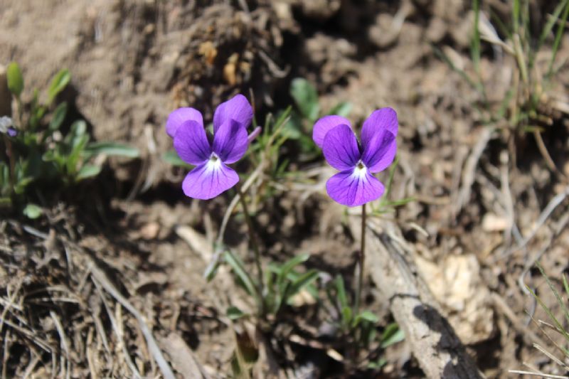 Viole di Sardegna