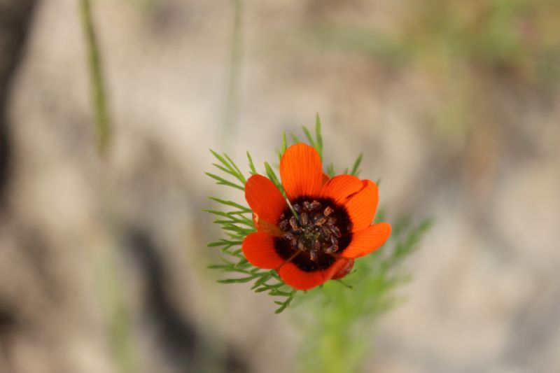 Adonis aestivalis