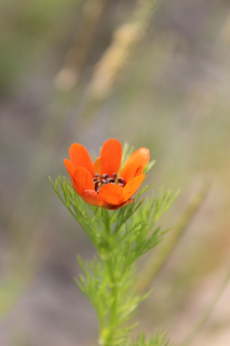 Adonis aestivalis