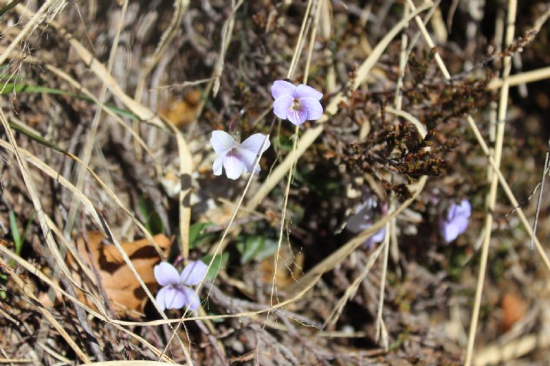 Viole (e altro) del monte Paglione