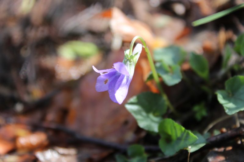 Viole (e altro) del monte Paglione