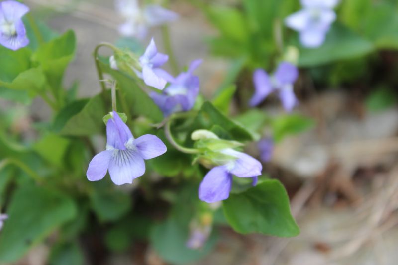 Viole (e altro) del monte Paglione