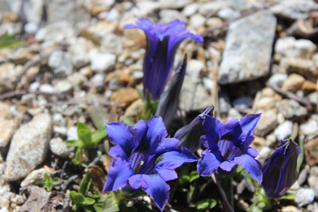 Viole (e altro) del monte Paglione