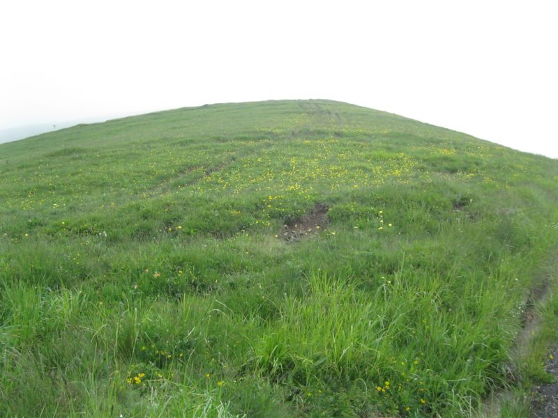 La spettacolare variabilit di Viola calcarata al Monte Lesima