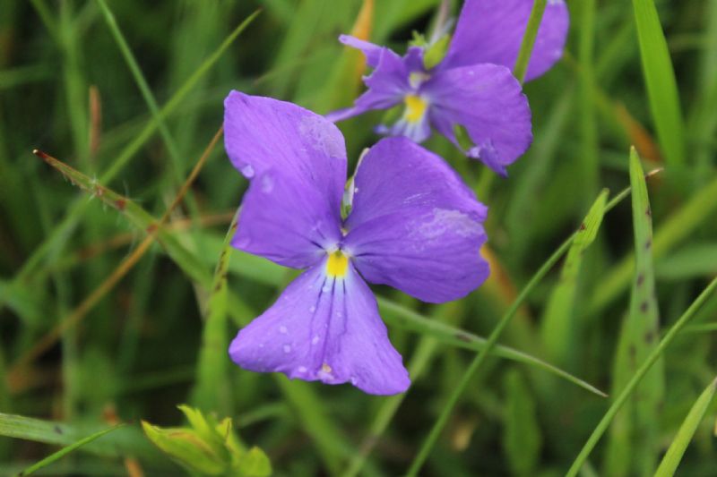 La spettacolare variabilit di Viola calcarata al Monte Lesima