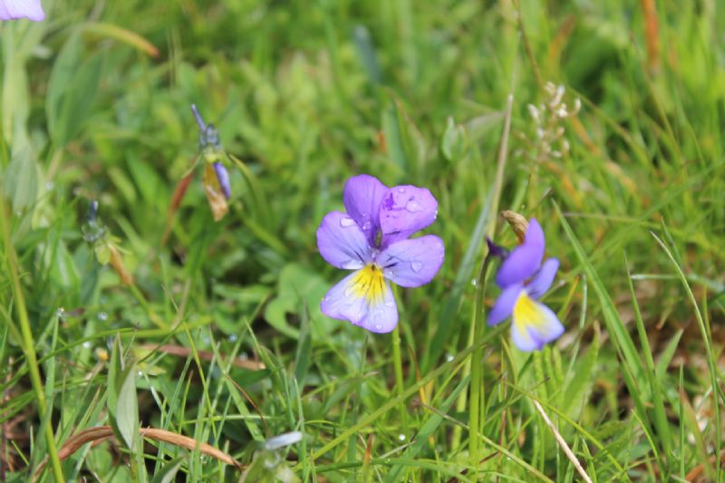 La spettacolare variabilit di Viola calcarata al Monte Lesima