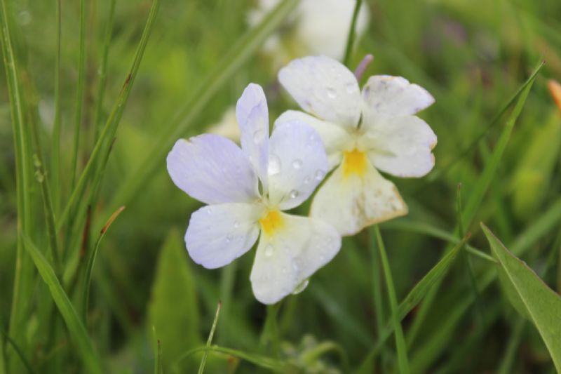 La spettacolare variabilit di Viola calcarata al Monte Lesima