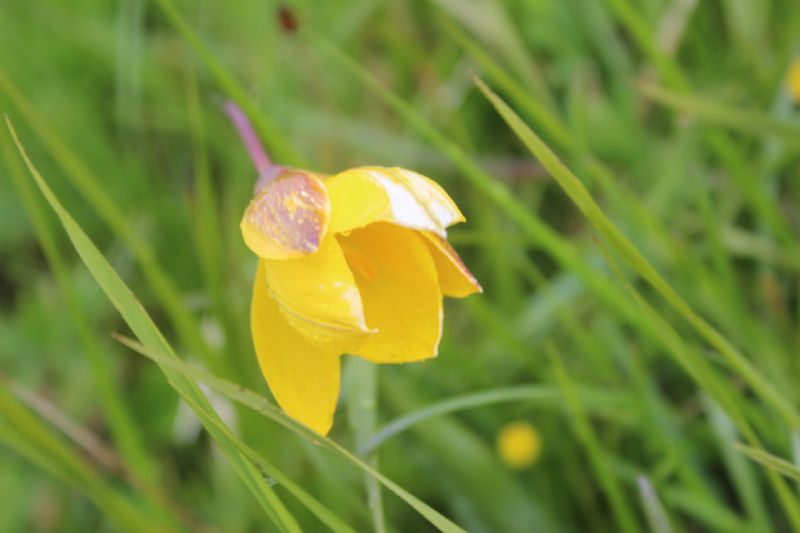 La spettacolare variabilit di Viola calcarata al Monte Lesima