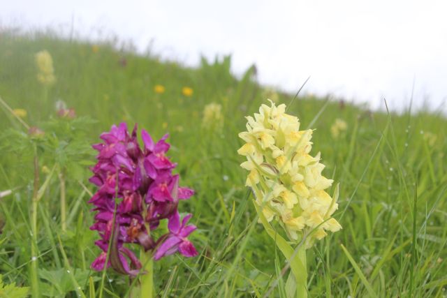 La spettacolare variabilit di Viola calcarata al Monte Lesima