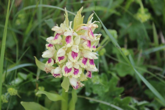 La spettacolare variabilit di Viola calcarata al Monte Lesima