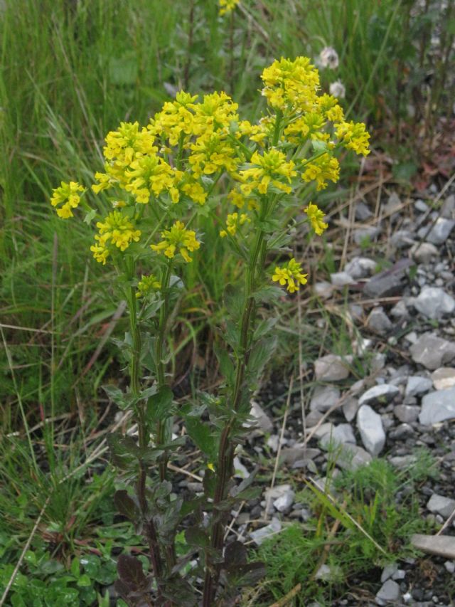 La spettacolare variabilit di Viola calcarata al Monte Lesima