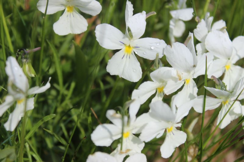 La spettacolare variabilit di Viola calcarata al Monte Lesima