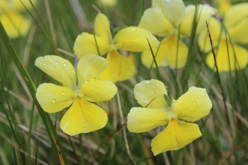 La spettacolare variabilit di Viola calcarata al Monte Lesima