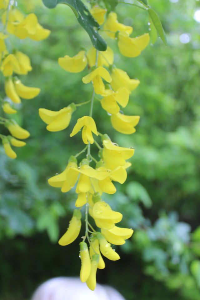 La spettacolare variabilit di Viola calcarata al Monte Lesima