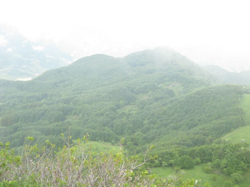 La spettacolare variabilit di Viola calcarata al Monte Lesima