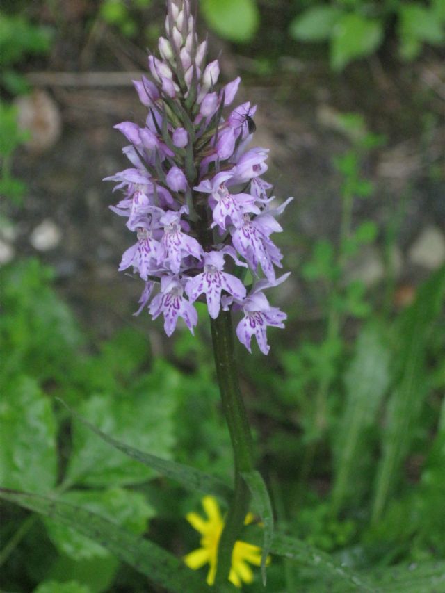 La spettacolare variabilit di Viola calcarata al Monte Lesima