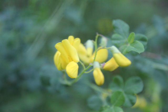 La spettacolare variabilit di Viola calcarata al Monte Lesima