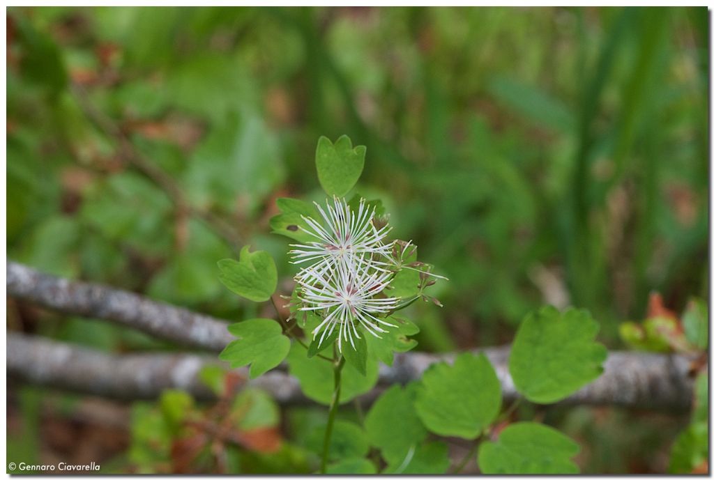 Thalictrum aquilegiifolium  ( Ranunculaceae)