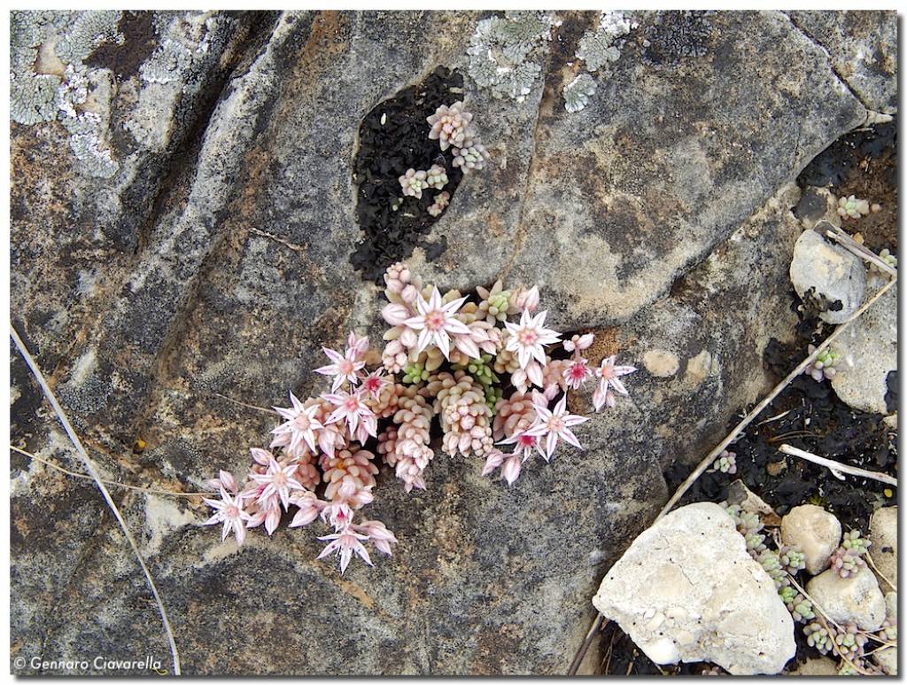 Sedum hispanicum / Borracina glauca