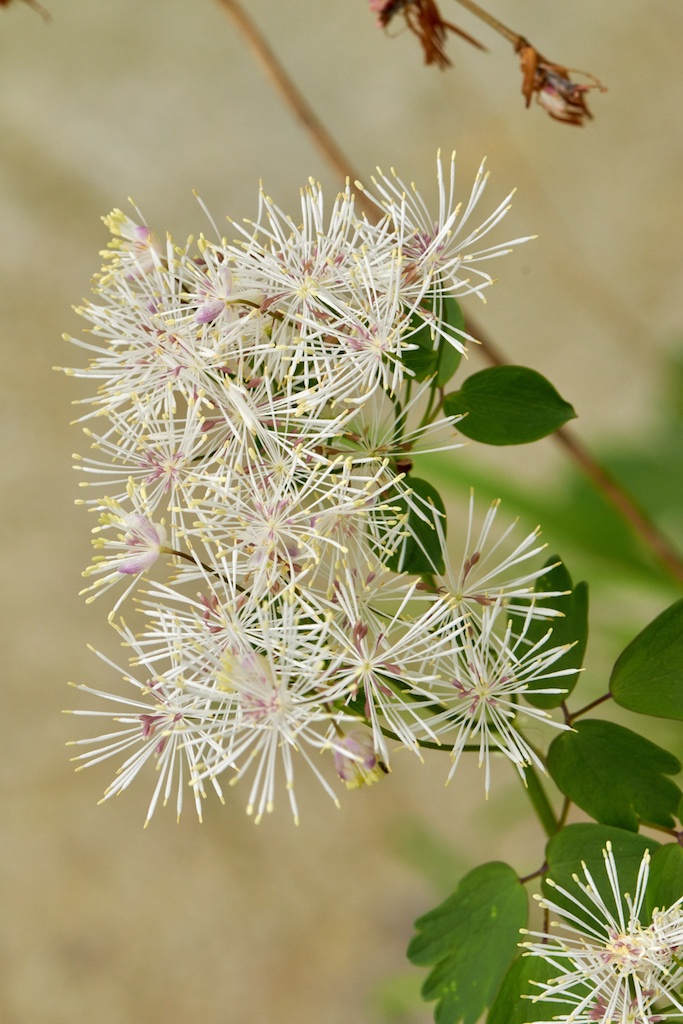 Thalictrum aquilegiifolium  ( Ranunculaceae)