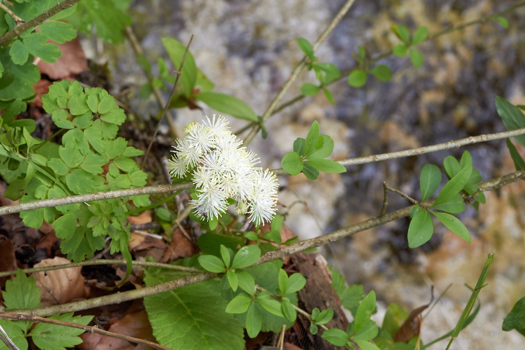 Thalictrum aquilegiifolium  ( Ranunculaceae)