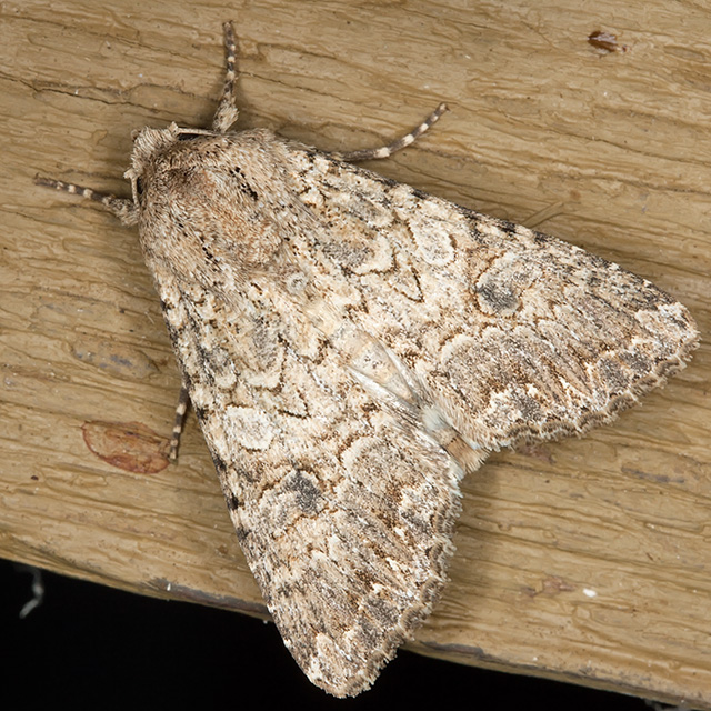 Noctuidae - Anarta (Calocestra) trifolii