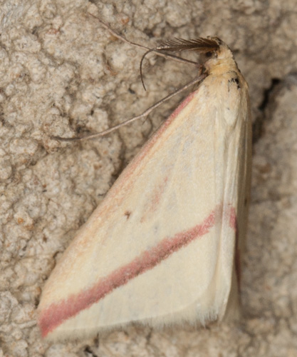 Crambidae? No, Geometridae: Rhodometra sacraria