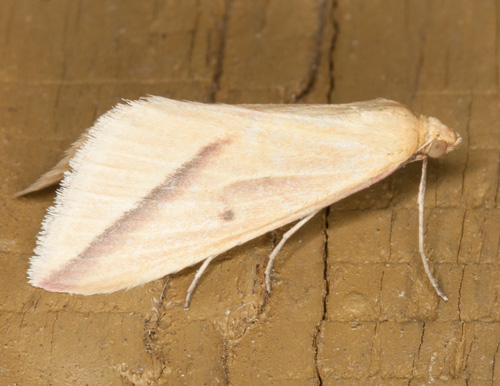 Crambidae? No, Geometridae: Rhodometra sacraria