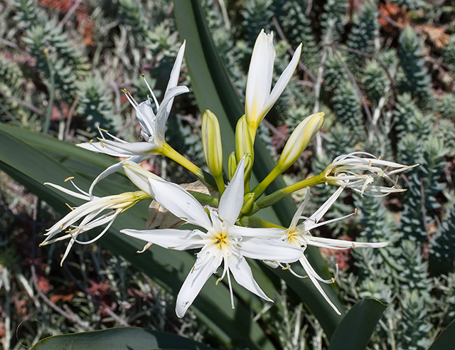 Pancratium illyricum / Giglio di Sardegna