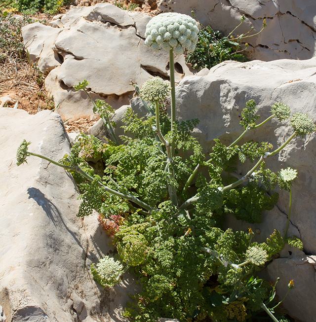 Daucus carota  / Carota selvatica