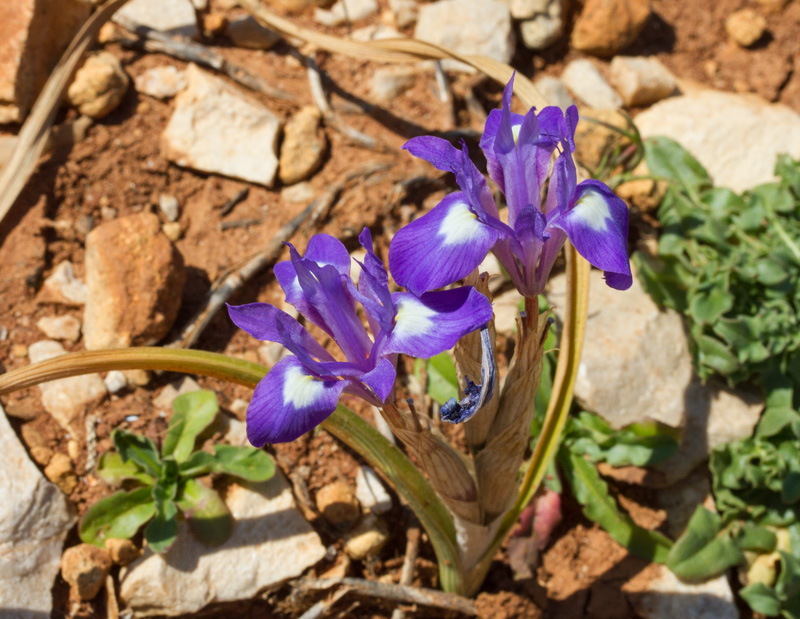 Moraea sisyrinchium / Giaggiolo dei poveretti