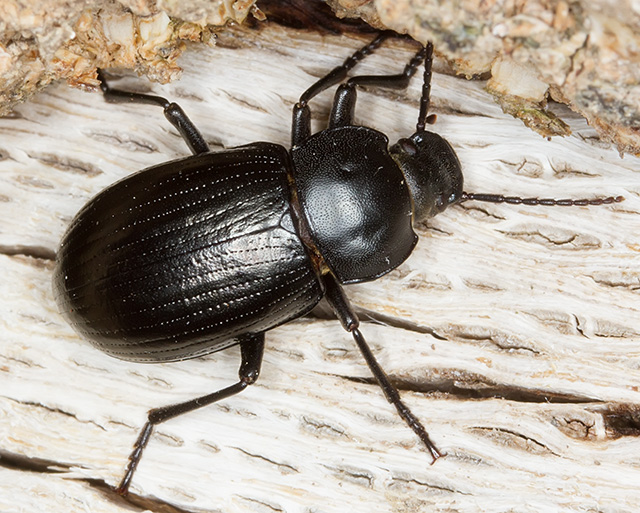 Probaticus ebeninus cassolai (Tenebrionidae)