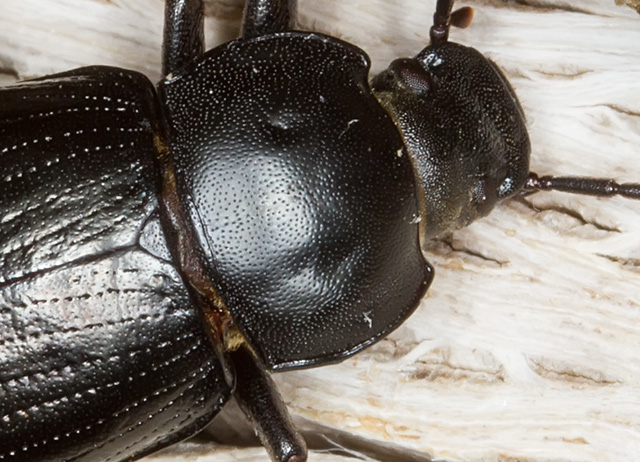 Probaticus ebeninus cassolai (Tenebrionidae)