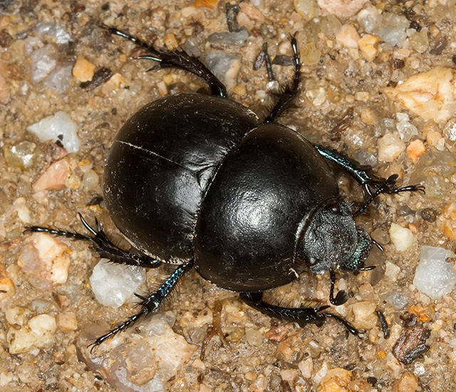 Tenebrionidae? No, Thorectes intermedius, Geotrupidae