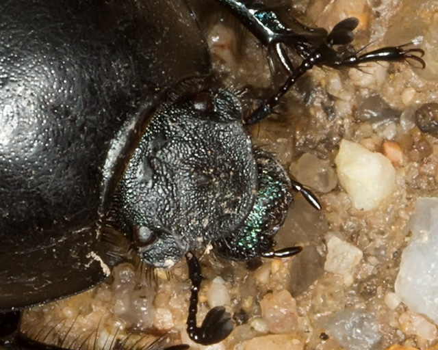 Tenebrionidae? No, Thorectes intermedius, Geotrupidae