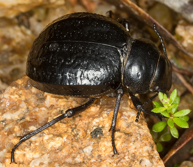 Pimelia payraudi subalpina,Tenebrionidae