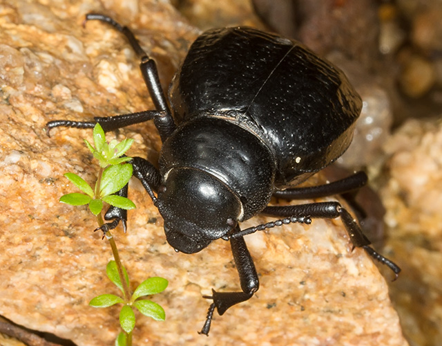 Pimelia payraudi subalpina,Tenebrionidae