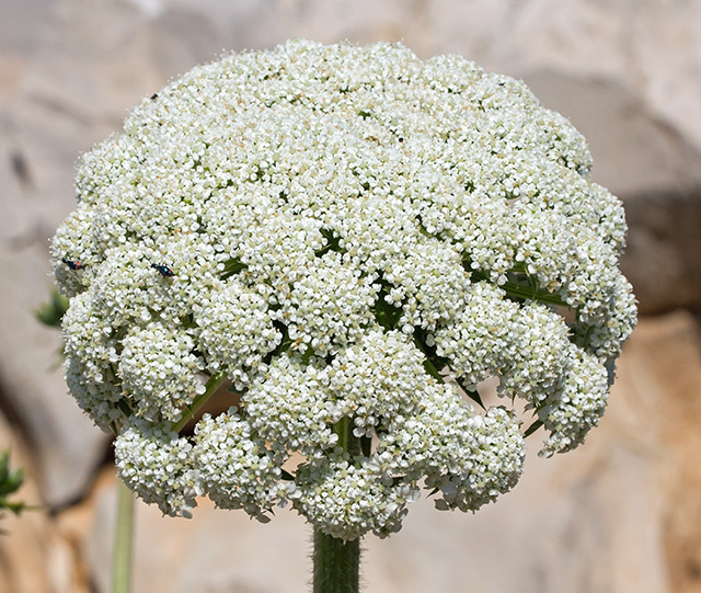 Daucus carota  / Carota selvatica