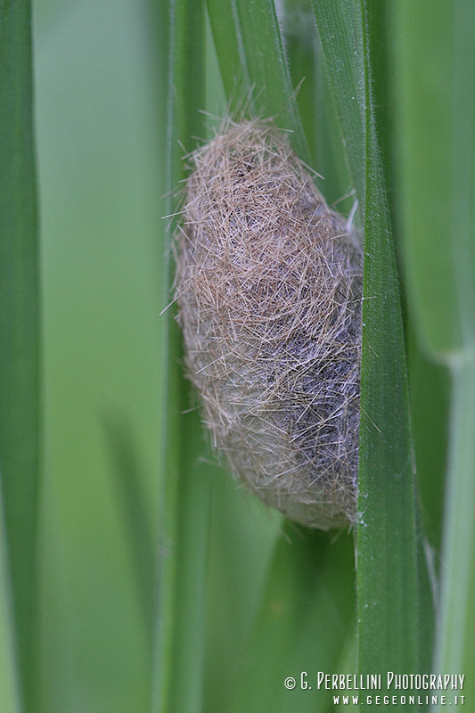 Bozzolo sconosciuto (???) (Arctiidae?)