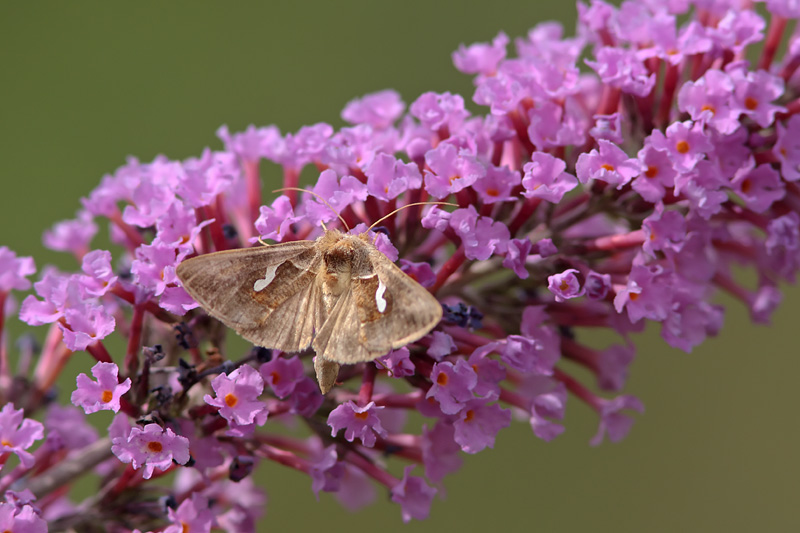 Falena da identificare