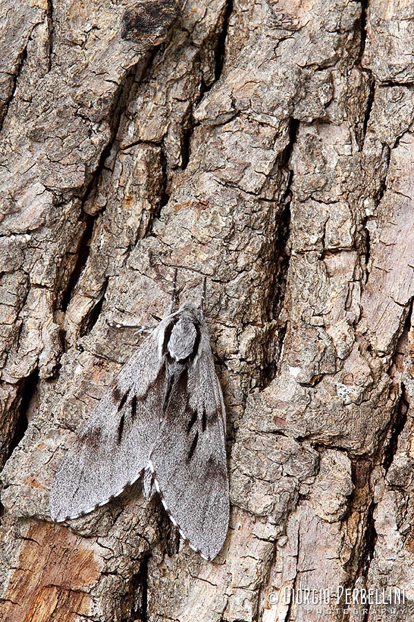 Grossa falena da identificare