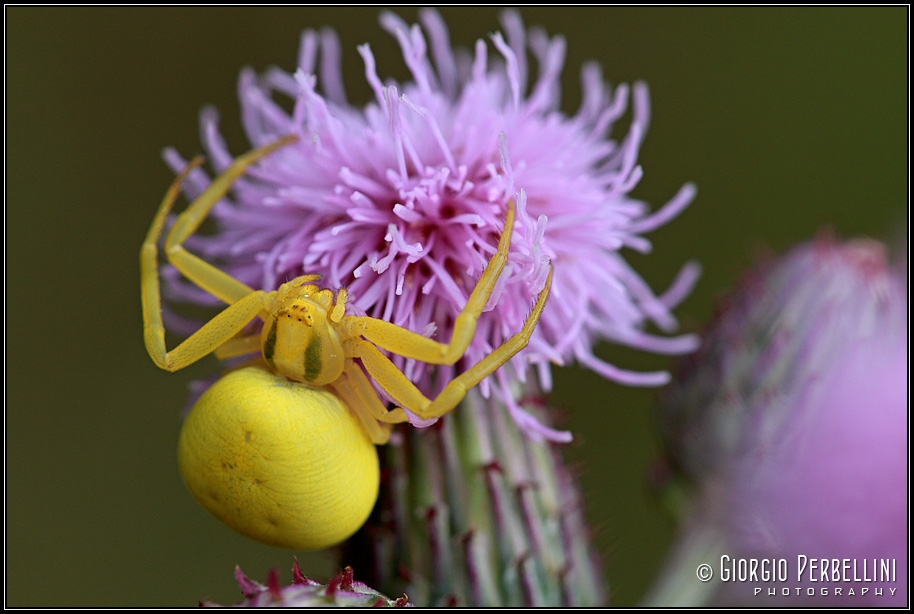 Misumena vatia