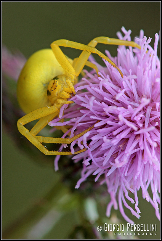 Misumena vatia