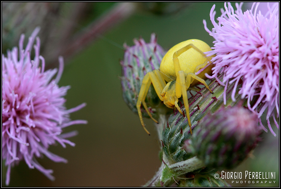 Misumena vatia