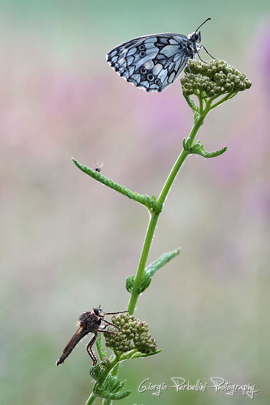 Asilide da identificare